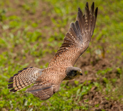 チョウゲンボウ