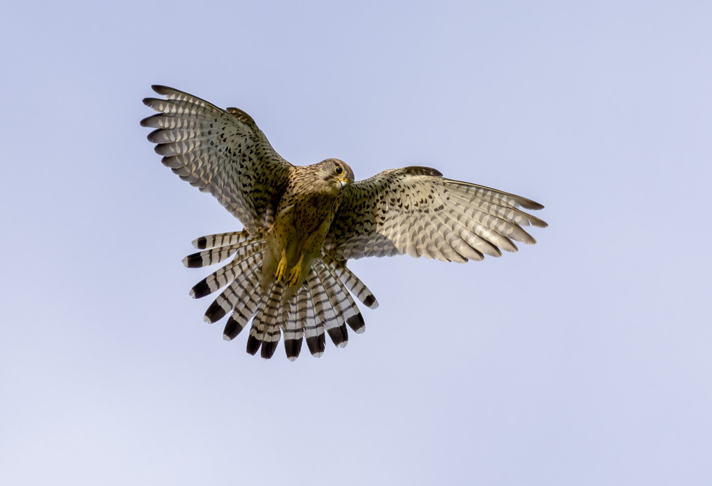 チョウゲンボウ