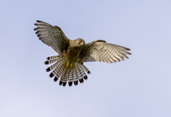 チョウゲンボウ