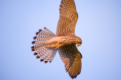 チョウゲンボウ