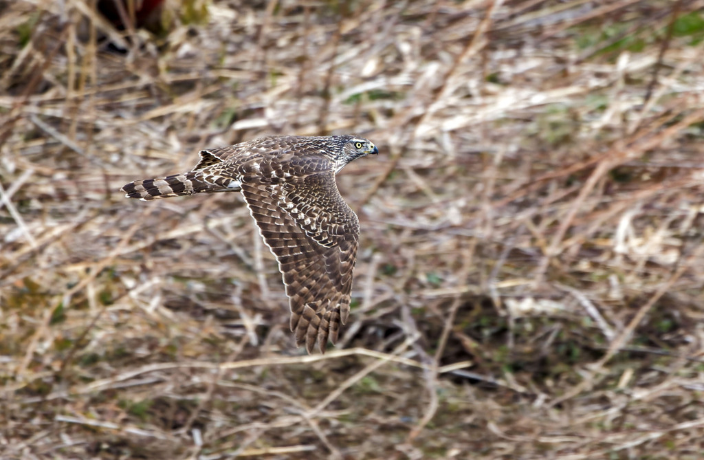 オオタカ（若）