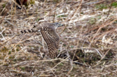 オオタカ（若）