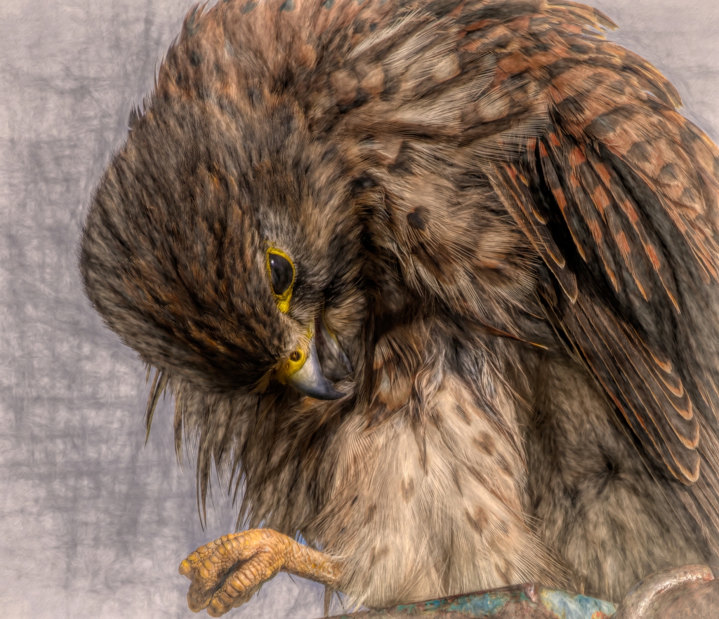 チョウゲンボウ