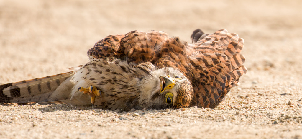 チョウゲンボウ