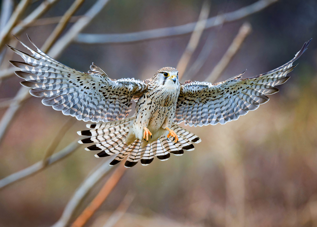 チョウゲンボウ