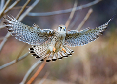 チョウゲンボウ
