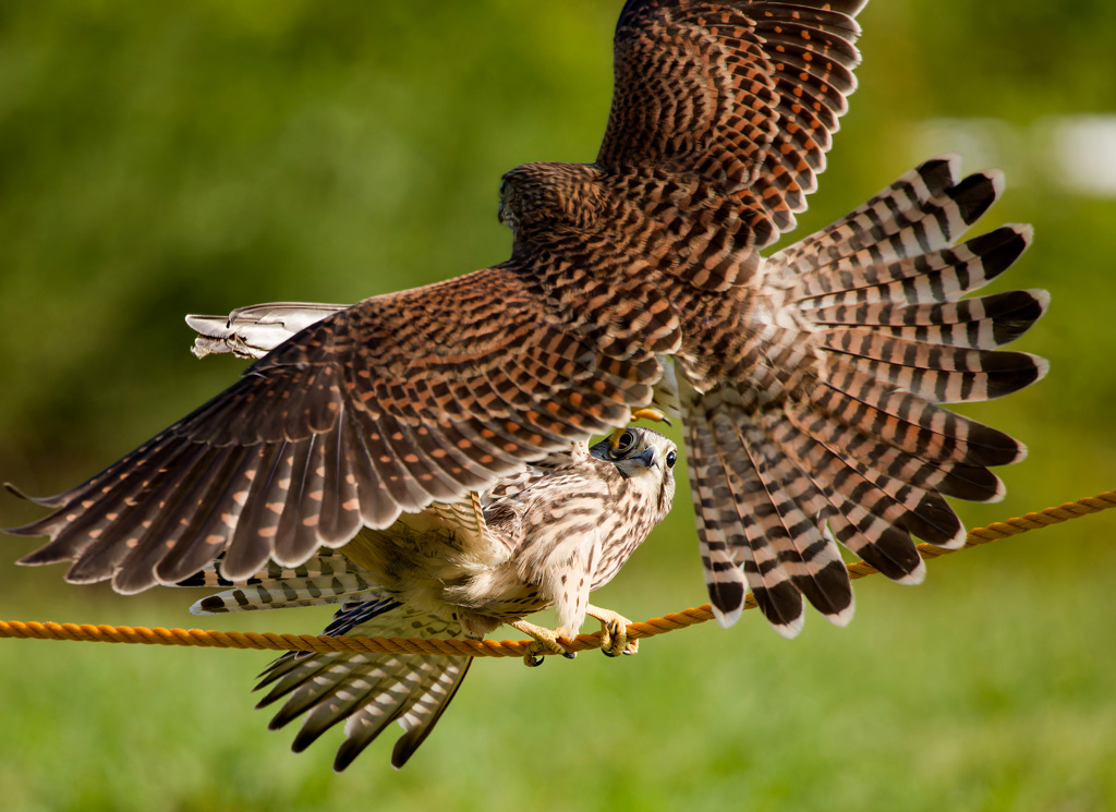 チョウゲンボウ