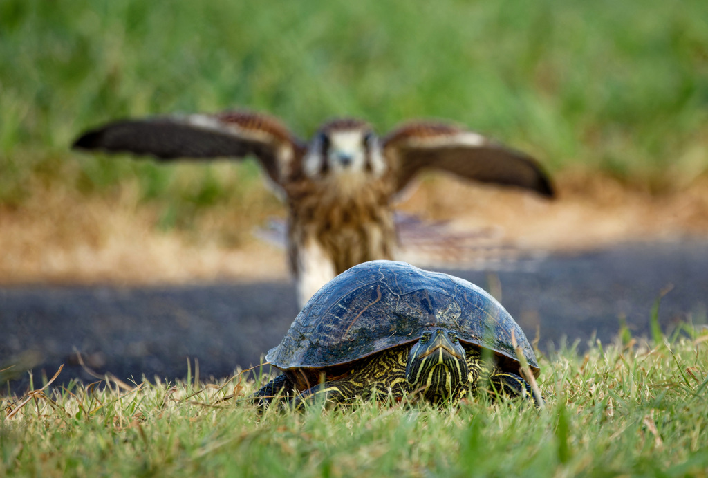カメとチョウゲンボウ