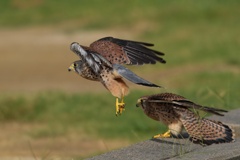 チョウゲンボウ