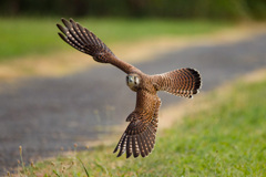 チョウゲンボウ