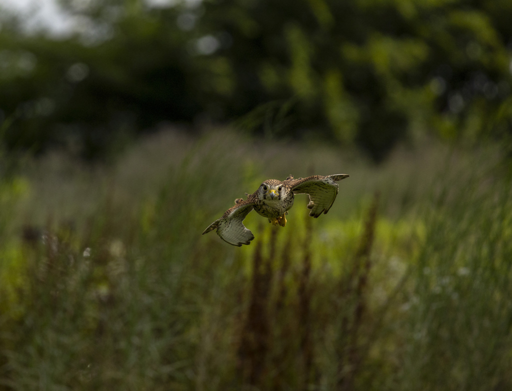 チョウゲンボウ