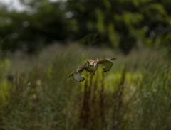 チョウゲンボウ