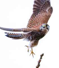 チョウゲンボウ