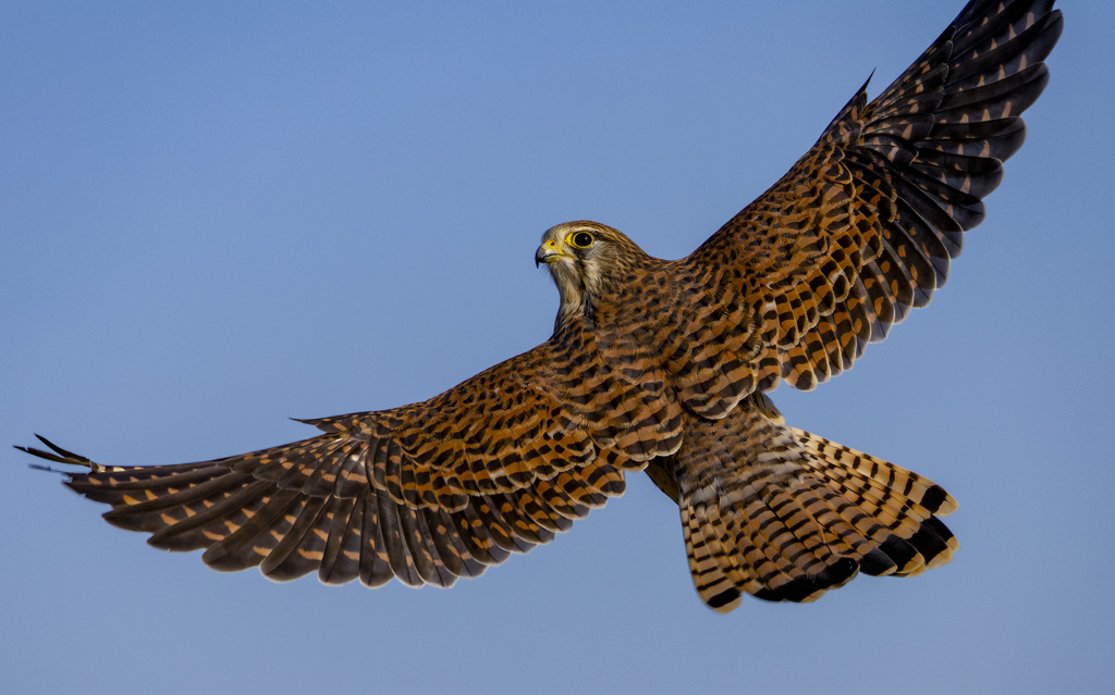 チョウゲンボウ