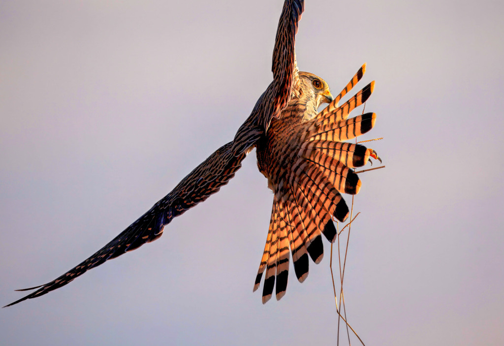 チョウゲンボウ