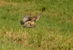 チョウゲンボウバッタを狩る①