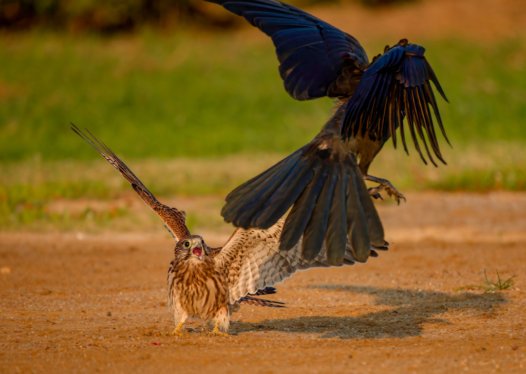 チョウゲンボウ