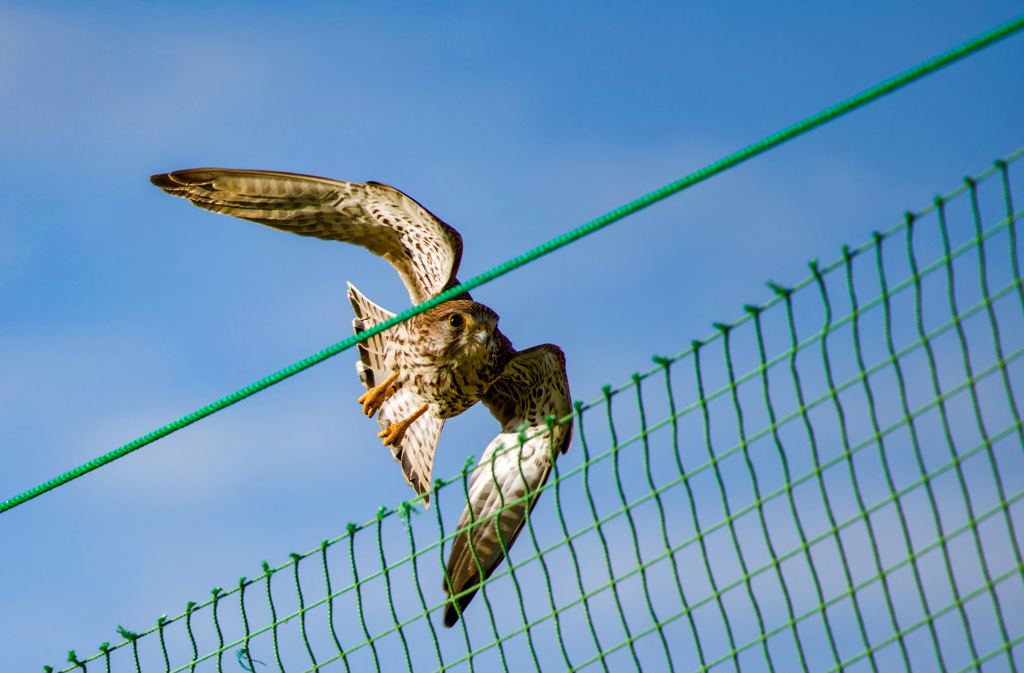 チョウゲンボウ