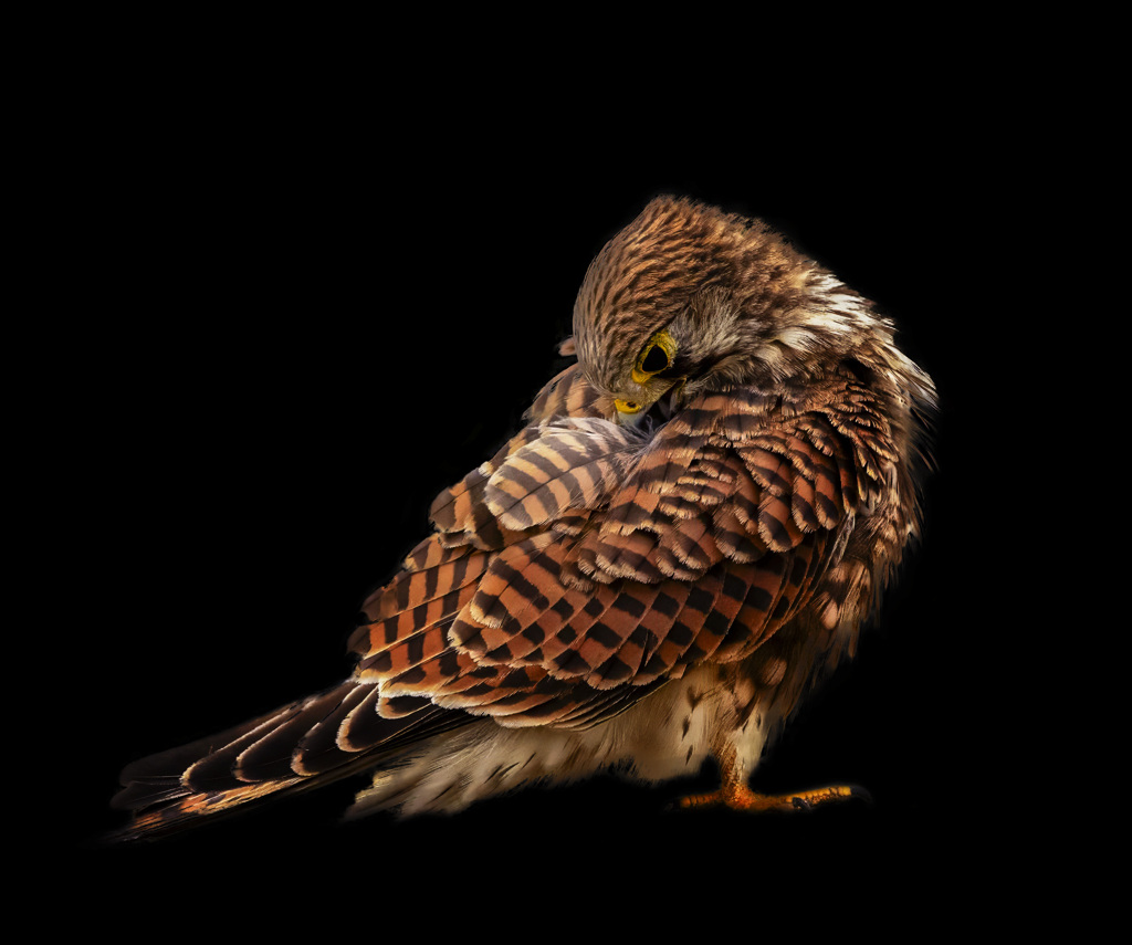 チョウゲンボウ