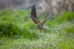 チョウゲンボウ