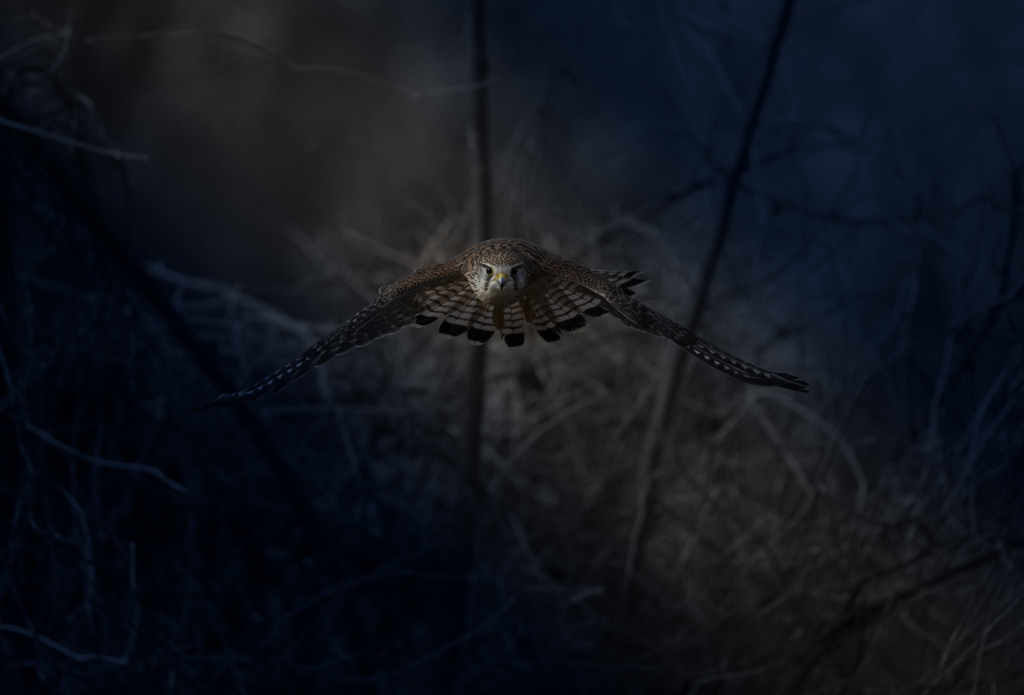 チョウゲンボウ