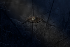 チョウゲンボウ