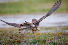 チョウゲンボウ