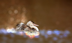 カンムリカイツブリ