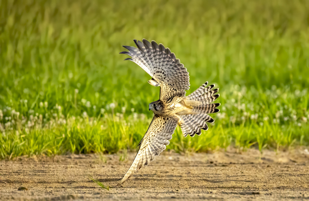 チョウゲンボウ