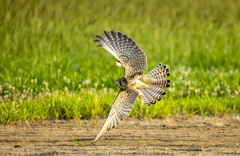 チョウゲンボウ