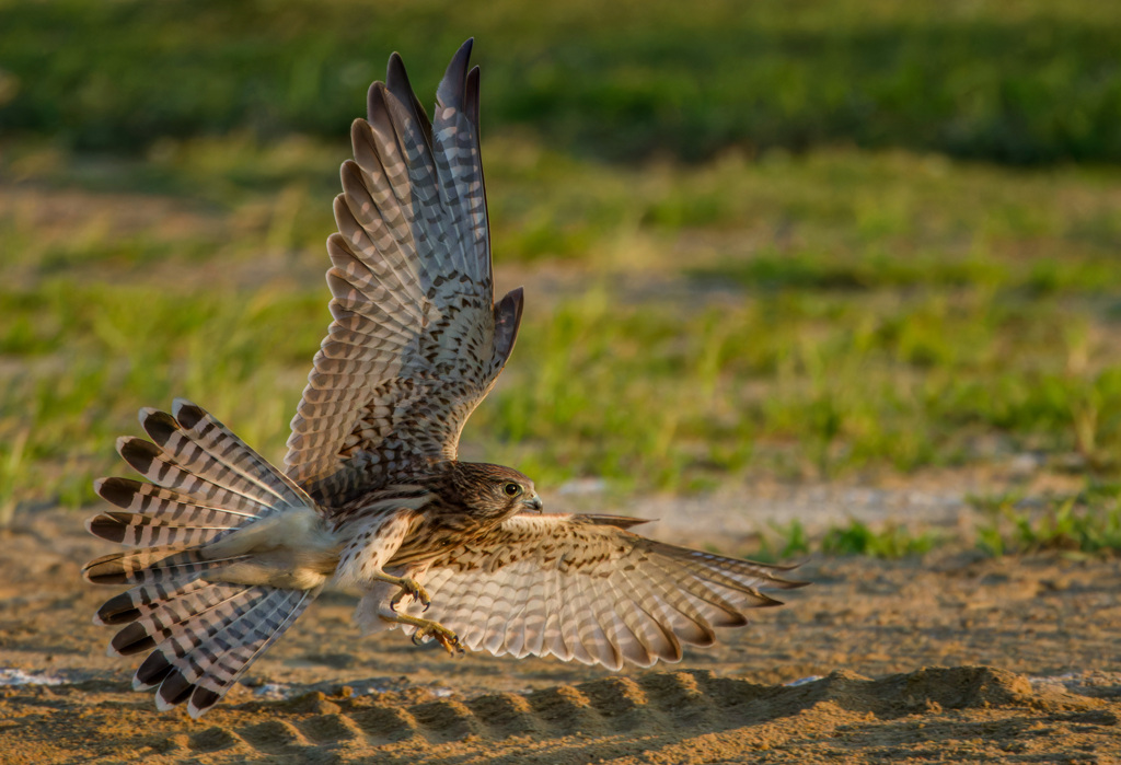 チョウゲンボウ