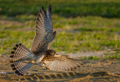 チョウゲンボウ