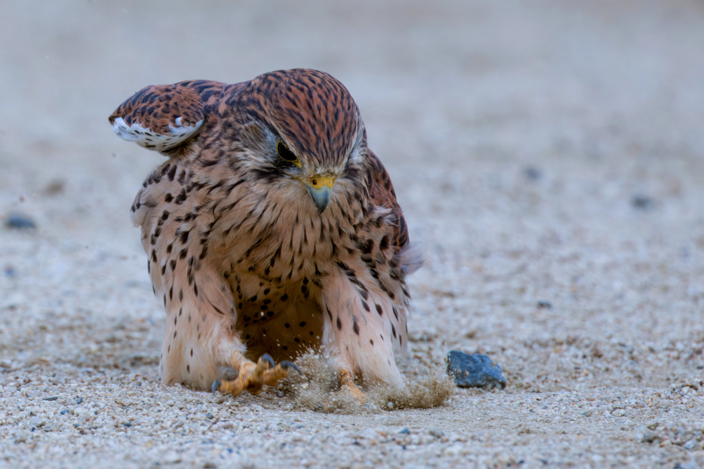 チョウゲンボウ