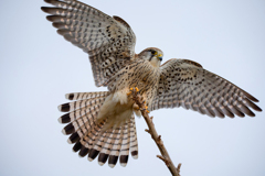 チョウゲンボウ