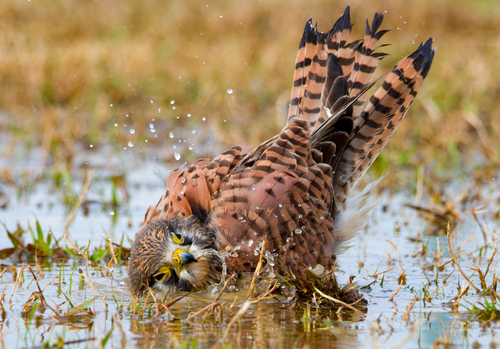 チョウゲンボウ