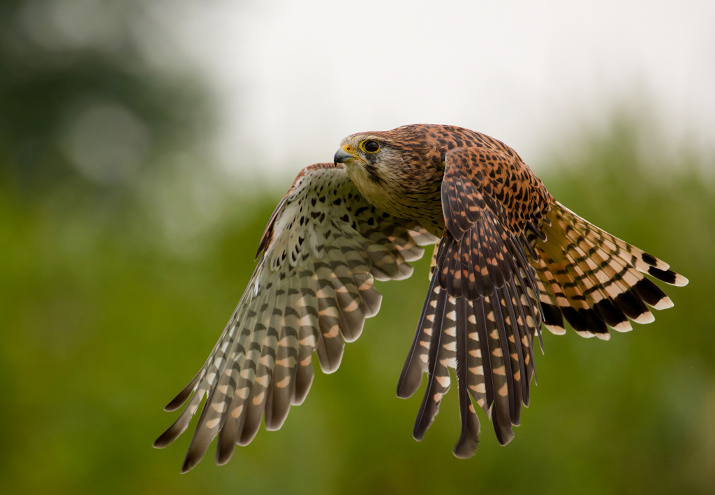 チョウゲンボウ
