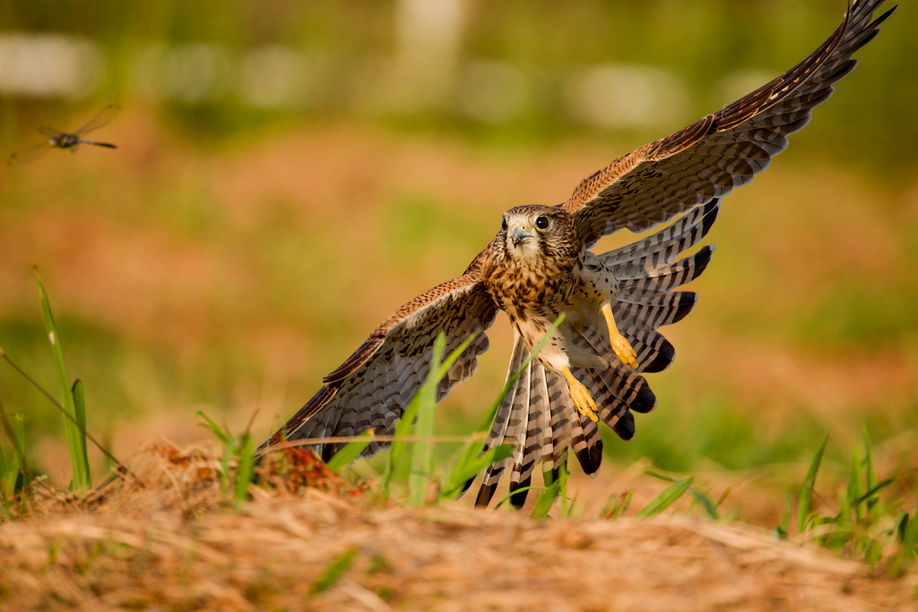トンボを追って