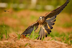 トンボを追って