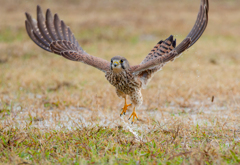 チョウゲンボウ