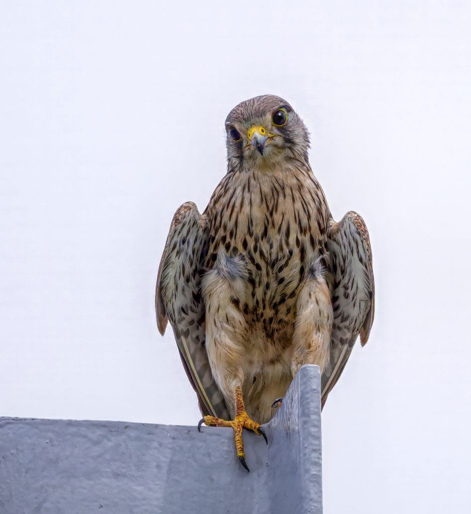 チョウゲンボウ