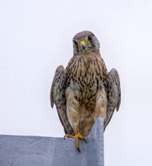 チョウゲンボウ