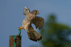 チョウゲンボウ