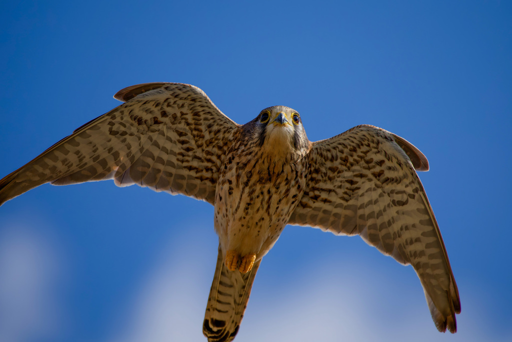 チョウゲンボウ