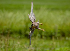 チョウゲンボウ