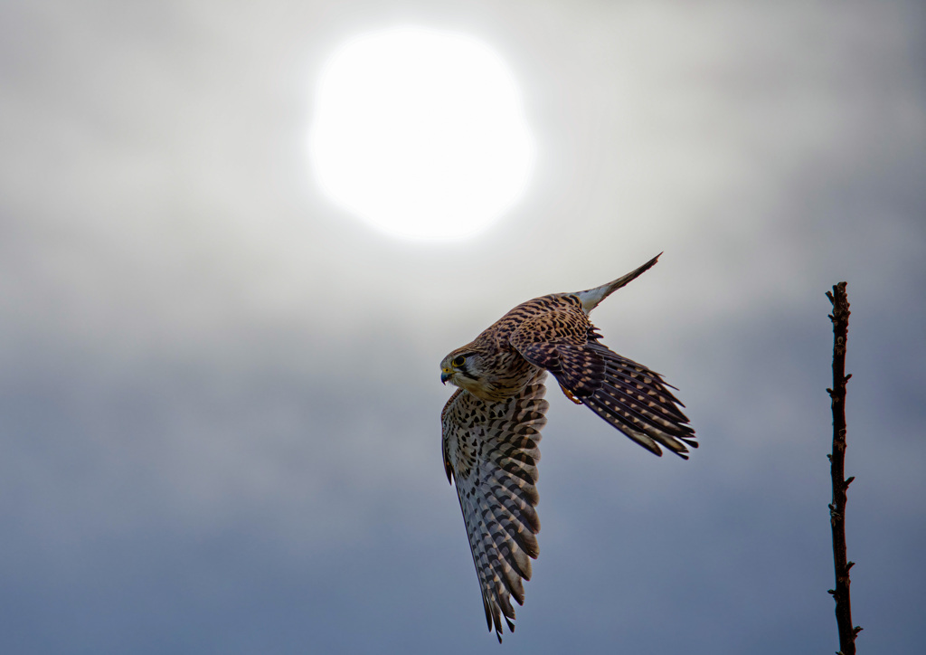 チョウゲンボウ