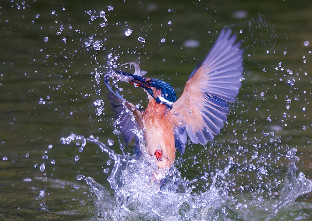 カワセミ