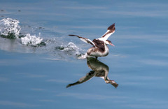 カンムリカイツブリ