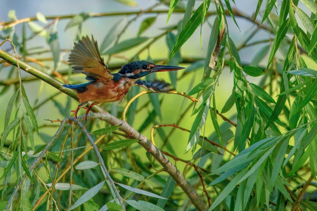 カワセミ