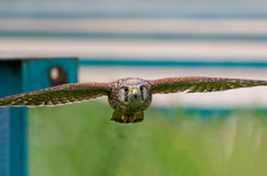 チョウゲンボウ