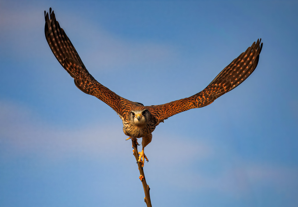 チョウゲンボウ